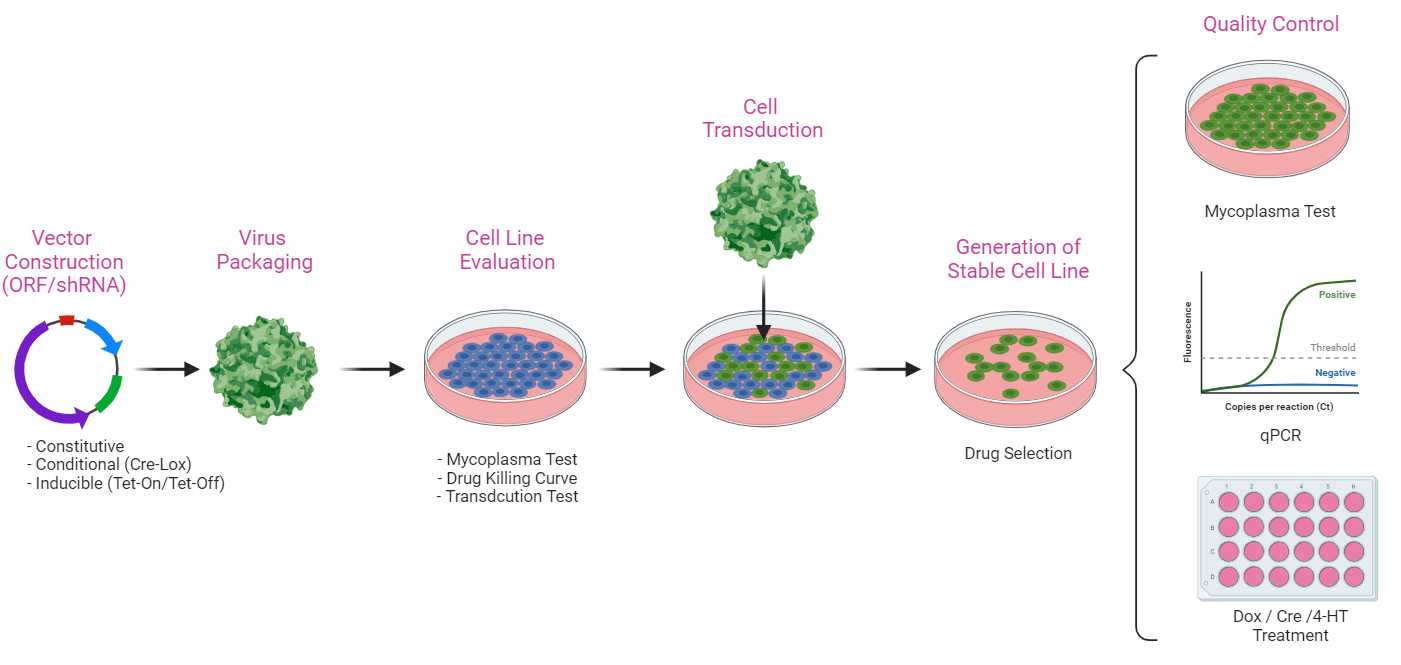 Stable cell lines